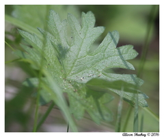 Sidalcea ranunculacea