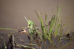 Sagittaria cuneata