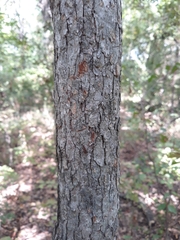 Magnoliopsida