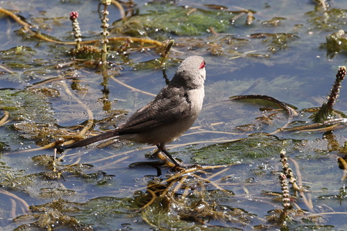 Arabian Waxbill (Estrilda rufibarba), photo 9