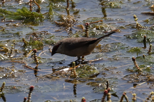 Arabian Waxbill (Estrilda rufibarba), photo 3