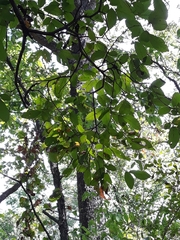 Magnoliopsida