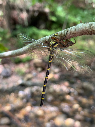 Tiger Spiketail photo 4
