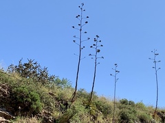 Agave palmeri