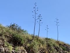 Agave palmeri