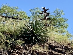 Agave palmeri
