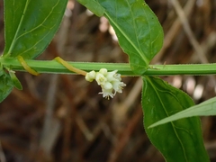 Cuscuta gronovii gronovii