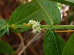 Cuscuta gronovii gronovii