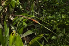 Lasia spinosa, photograph (c) Nguyen-Khanh-Trinh Tram, some rights reserved (CC BY)
