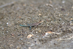 Pholidoscelis lineolatus