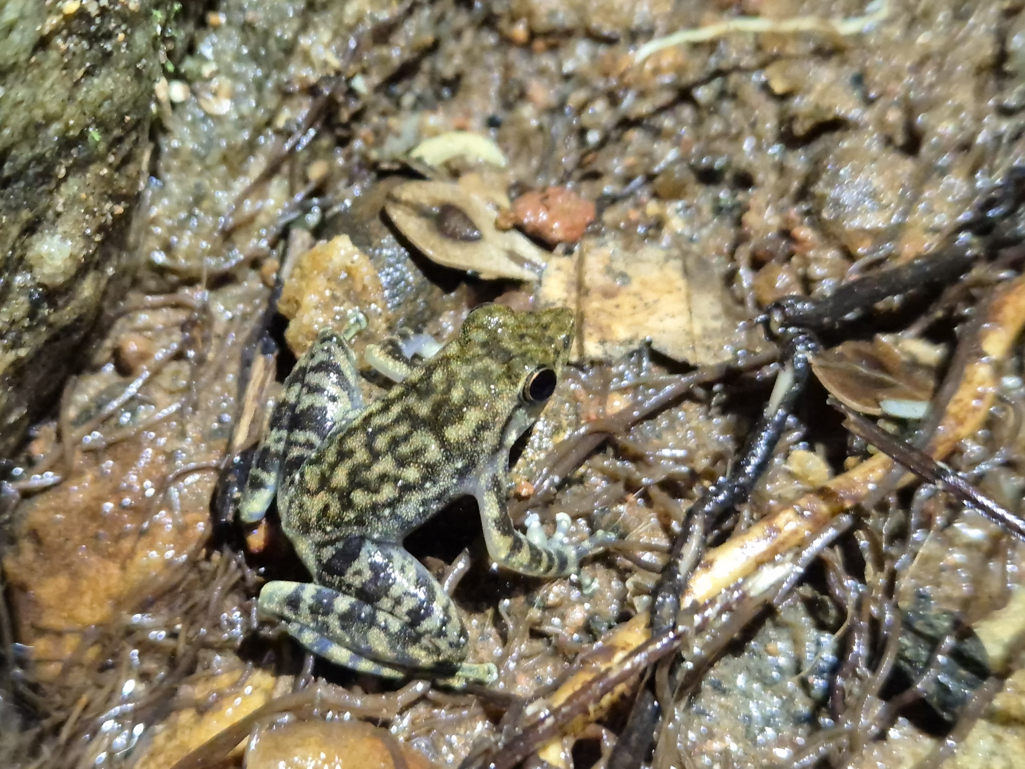 Wayanad Torrent Frog
