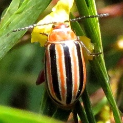 Disonycha admirabila