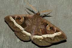 Metopta rectifasciata