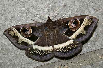 Metopta rectifasciata