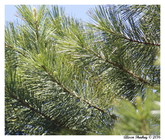 Pinus lambertiana