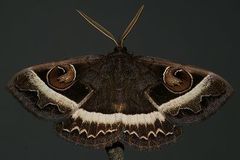 Metopta rectifasciata