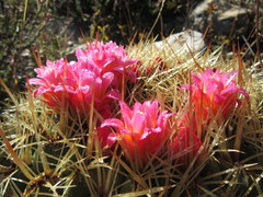 Oroya peruviana