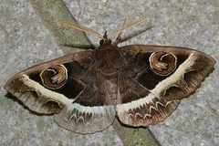 Metopta rectifasciata