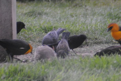 Callipepla californica orecta