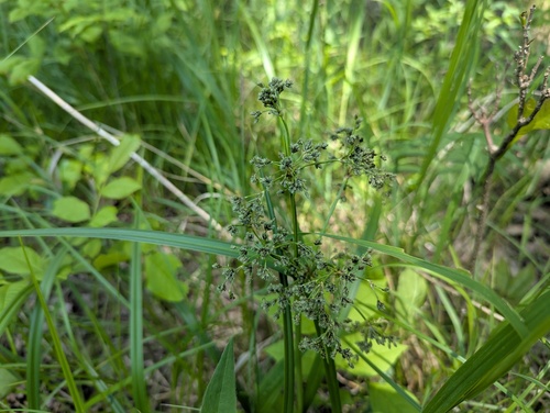 Scirpus microcarpus iNat (3)