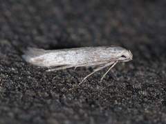 Haplochrois bipunctella