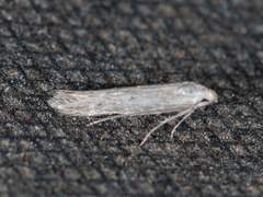 Haplochrois bipunctella