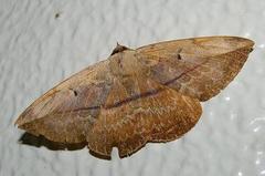 Hypopyra vespertilio