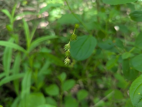 Carex echinodes (Carex echinodes)