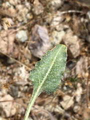 Eriogonum nudum westonii