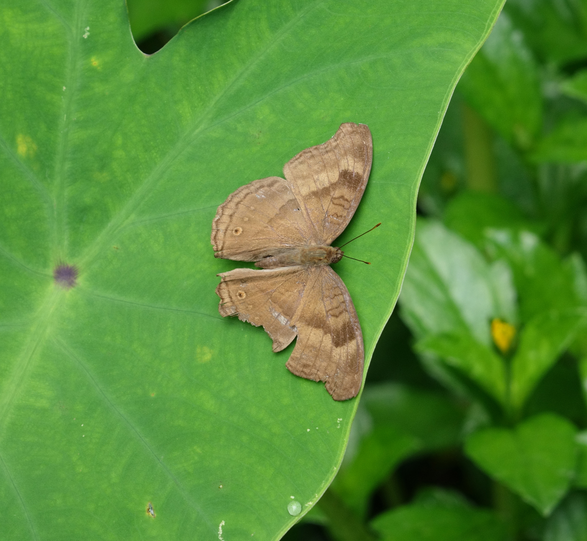 Chocolate Pansy