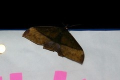 Ischyja manlia