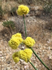 Eriogonum nudum westonii