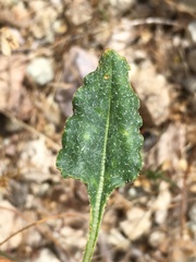 Eriogonum nudum westonii