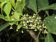 Melicytus macrophyllus
