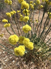 Eriogonum nudum westonii