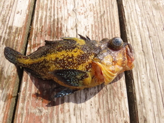 Sebastes nebulosus