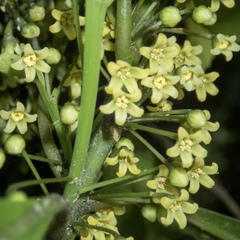 Melicytus macrophyllus