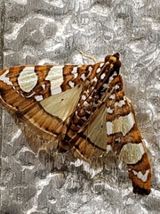 Glyphodes sibillalis