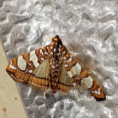 Glyphodes sibillalis