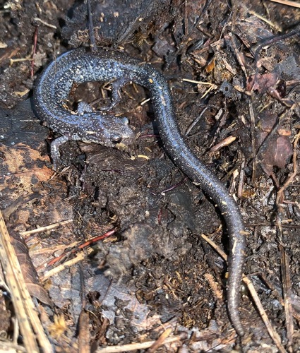 Shenandoah Mountain Salamander