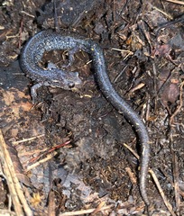 Plethodon virginia