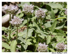 Monardella odoratissima pallida