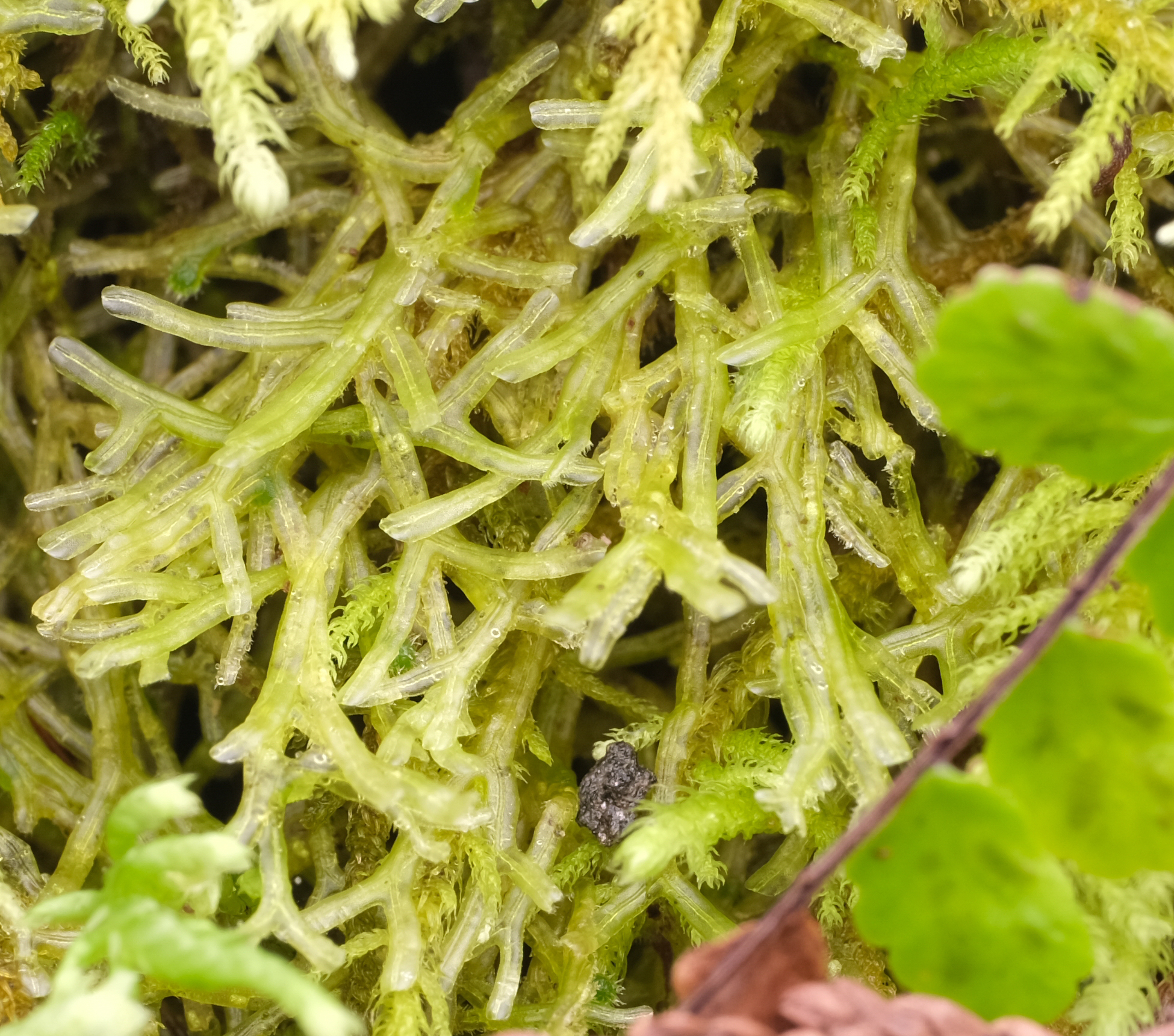 Metzgeria lindbergii