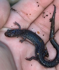 Plethodon virginia