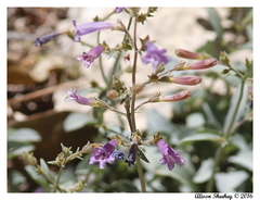 Penstemon caesius