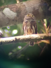 Glaucidium hardyi