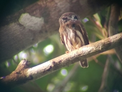 Glaucidium hardyi
