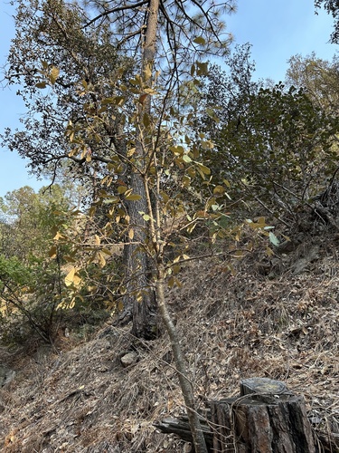Quercus mcvaughii