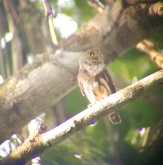 Glaucidium hardyi