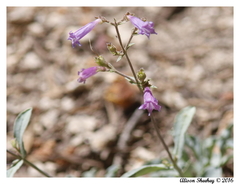 Penstemon caesius